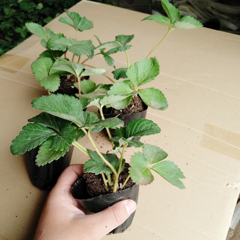 醉春木四季草莓苗奶油盆栽食用带土带盆牛奶露天草莓秧苗子带花带果