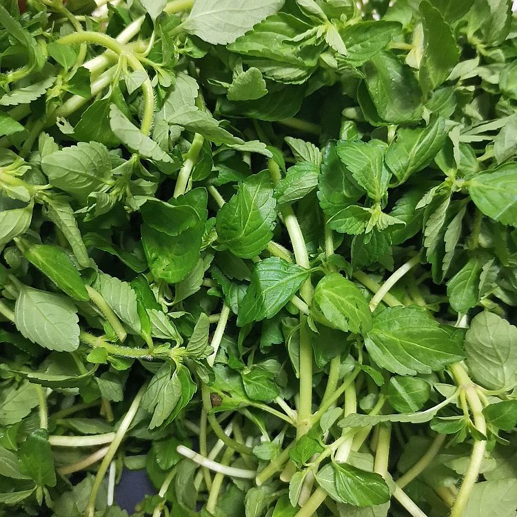 云南德宏特产新鲜蔬菜 水香菜 水薄荷野菜傣族香菜傣味香嫩麻章那 2斤