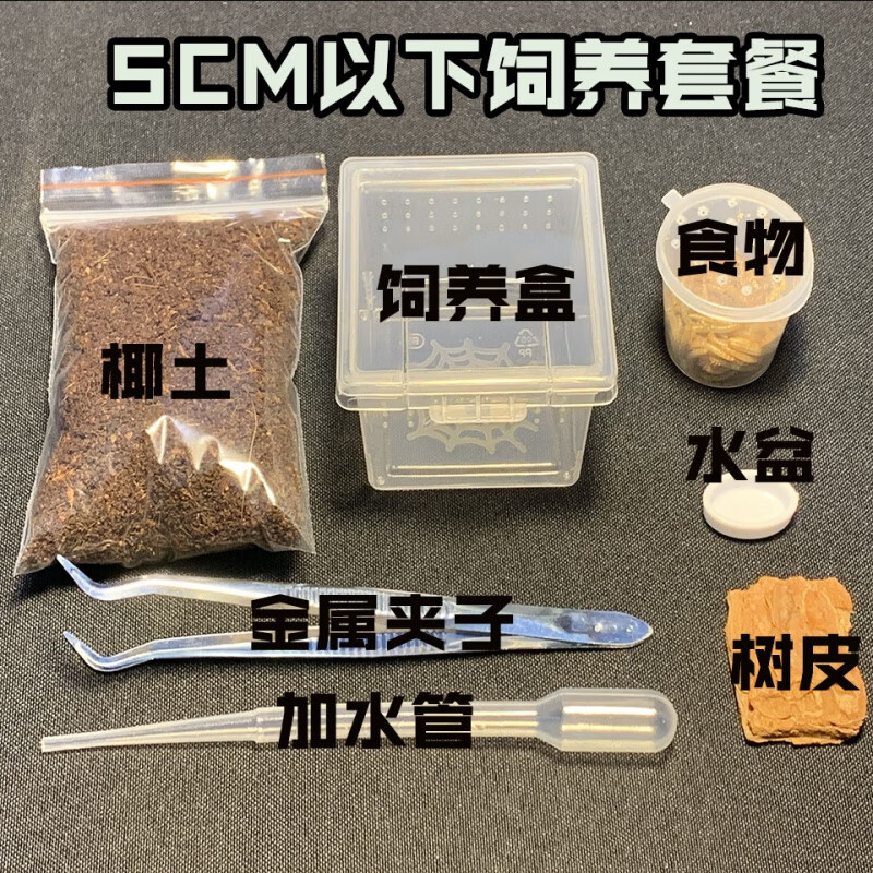 boussac委内瑞拉红绿橙2-14蜘蛛新手入门颜色绚丽生长迅速经典品种