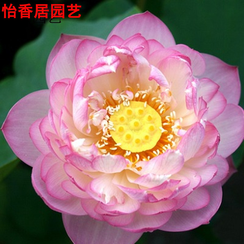 池塘大型荷花种子高产莲蓬莲子花多高产藕莲花种子 依恋20粒