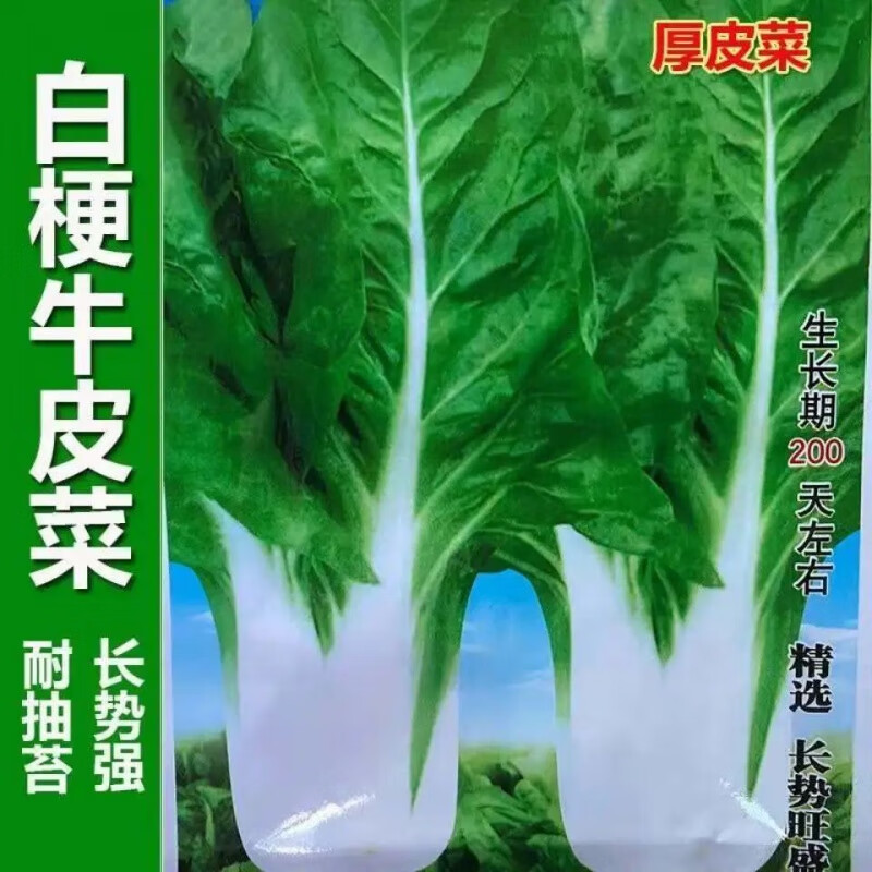 赤卉春不老牛皮菜种子白梗厚皮菜甜菜种籽四季农家庭院耐寒根达菜种孑