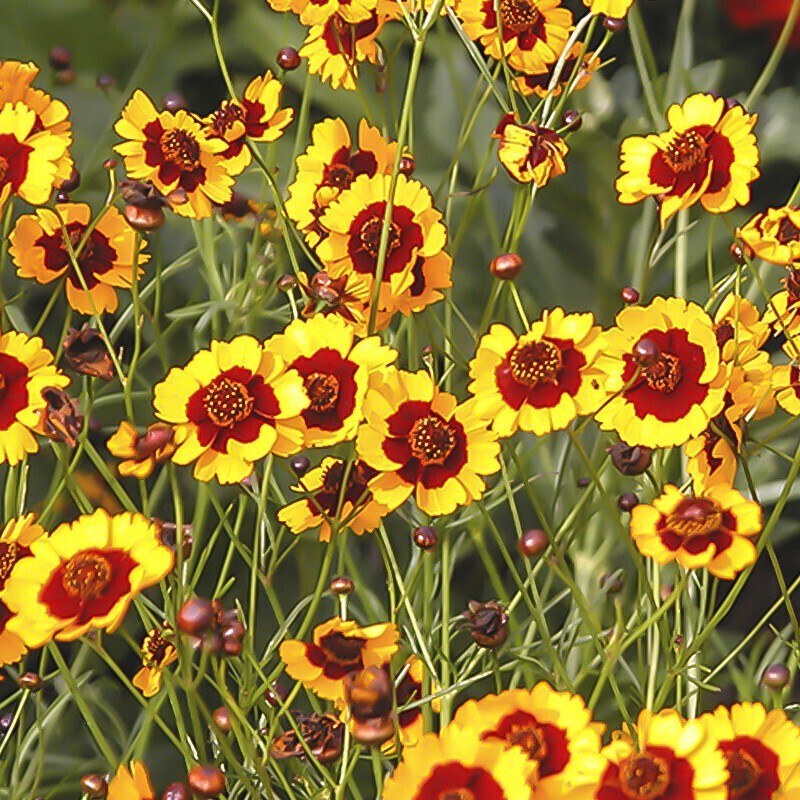春草碧蛇目菊种子菊花种子花草种子庭院阳台四季易播景观花卉工程种子