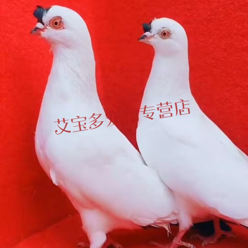 点子观赏鸽扬州高飞点子宠物鸽点子活体种鸽包活包健康 点子鸽子 青年