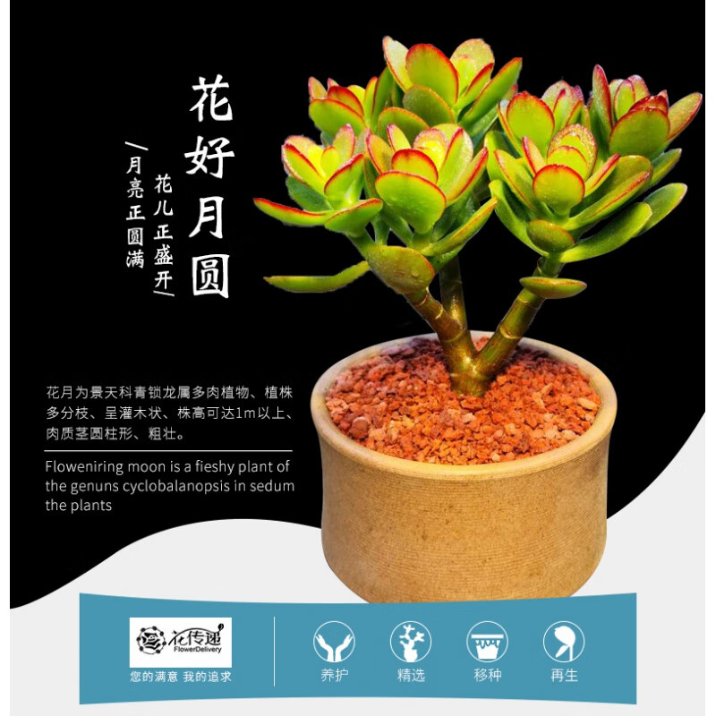 多肉植物价格分析助手|多肉植物价格比较