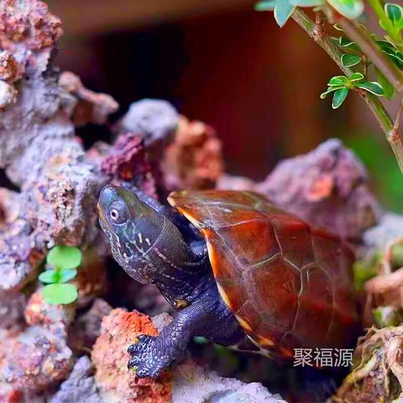 手机查异宠活体京东历史价格|异宠活体价格历史