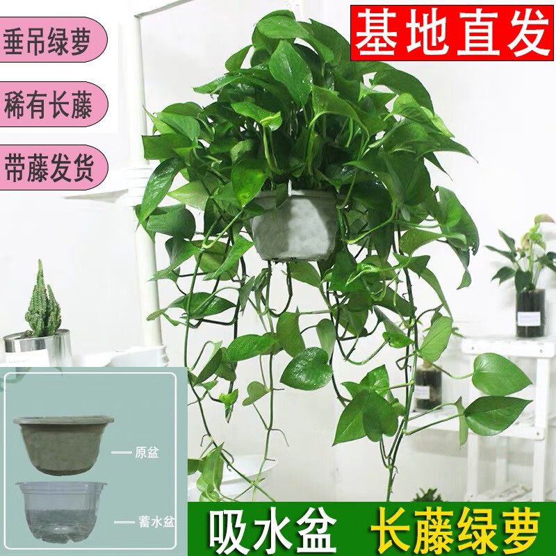 繽賢綠蘿盆栽室內(nèi)辦公室植物大葉吊蘭花卉綠植綠籮盆景吸水盆懶人 長藤綠蘿+吸水盆