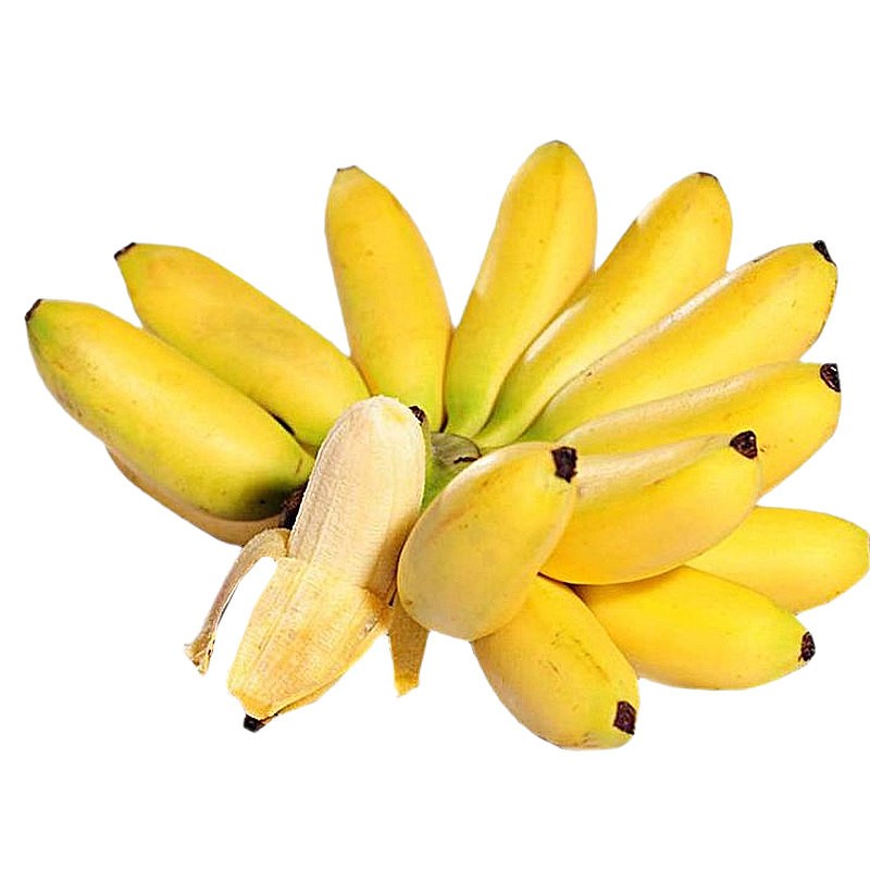草本物语 广西小米蕉 10斤水果新鲜当季高山小香蕉应季酸甜特产批发 10斤装（净重9斤左右）