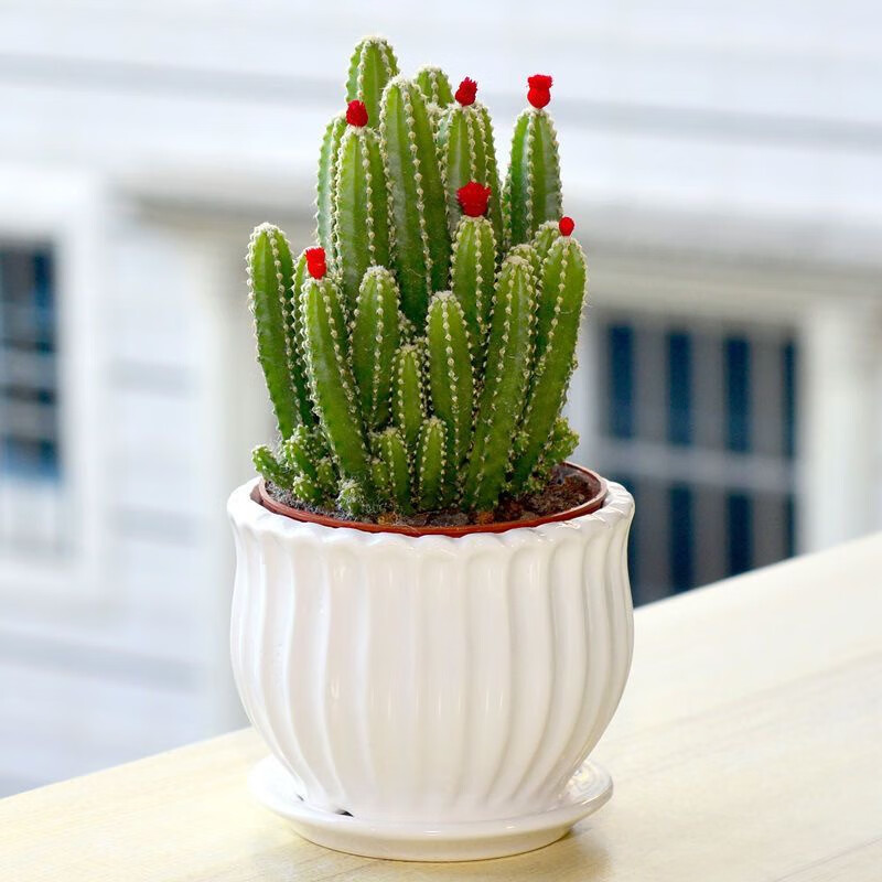 萌卉植万重山仙人掌多肉植物仙人掌盆栽客厅绿植花卉室内珊瑚棒桌面好