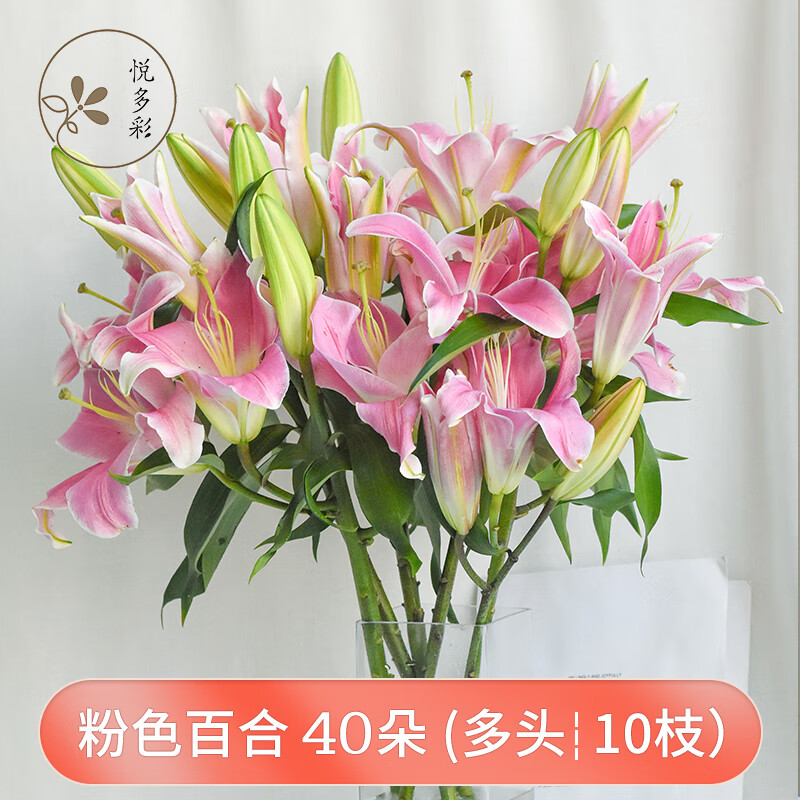 办公室各色生活鲜花 昆明基地 现采直发 粉色百合花40朵(多头10枝)