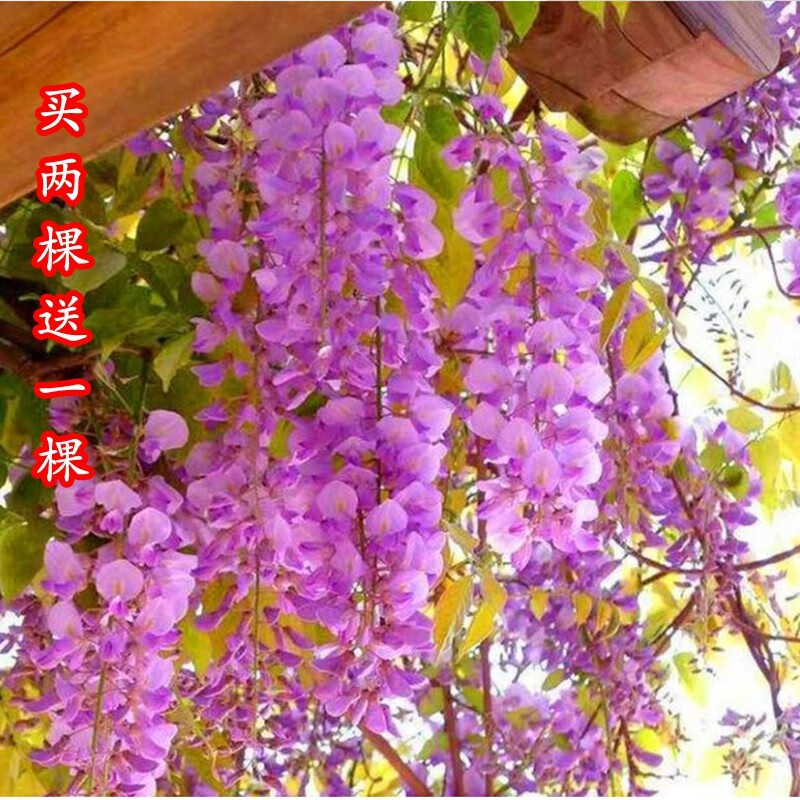 紫藤花 相关京东优惠商品人气降序排行榜 价格图片品牌优惠券 虎窝购