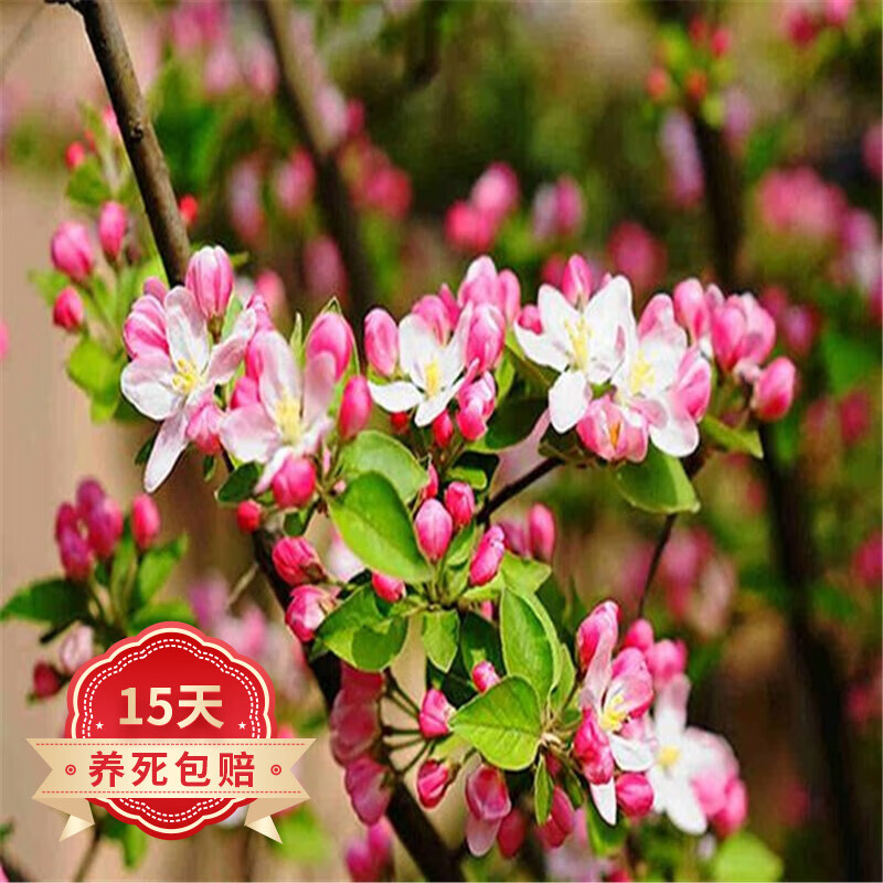 苗木价格波动查询|苗木价格比较