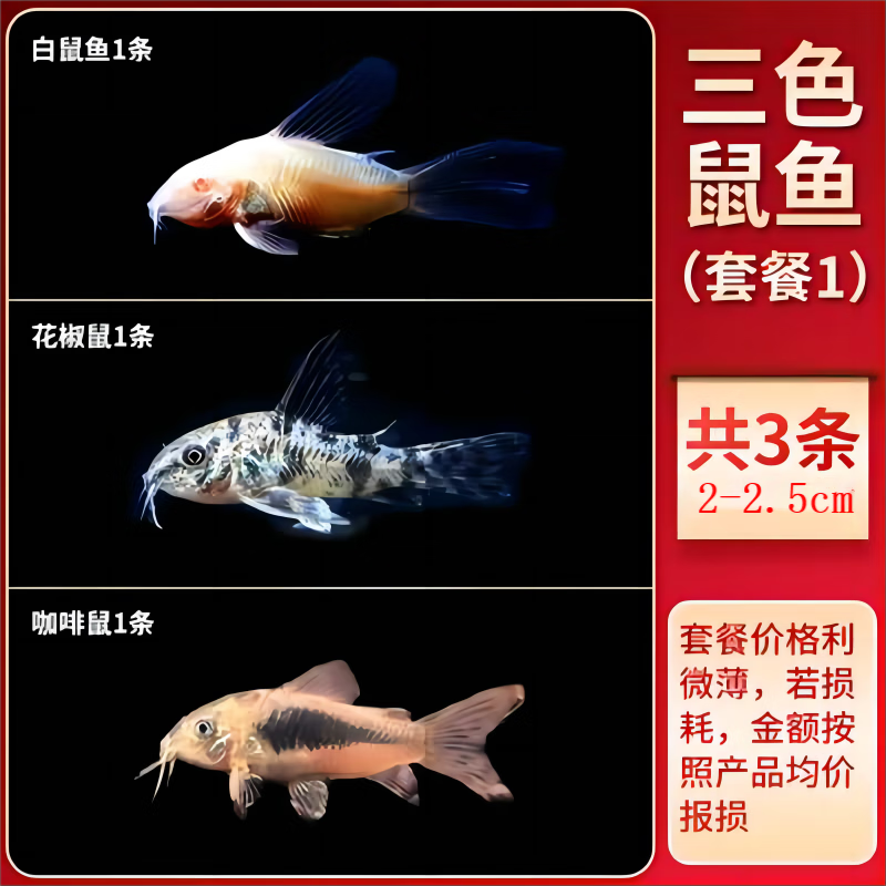 卡奇鱼鼠鱼 底栖鱼清缸除藻 清洁鱼工具鱼 观赏鱼 热带鱼金苔鼠黄金胡子 白+花+咖啡各1条怎么看?
