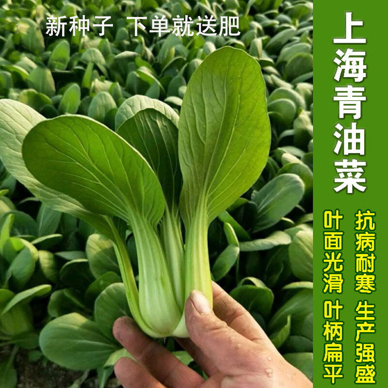 x秋冬上海青种子蔬菜籽青菜种子四季播菜种白菜种籽阳台室内外盆栽 精选上海青种子3000粒(+肥)