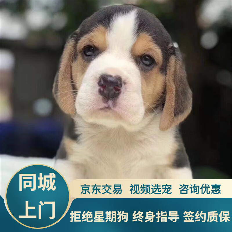 宁宠 纯种比格犬活体猎兔犬比格猎犬宠物狗狗活体 宠物级2 公