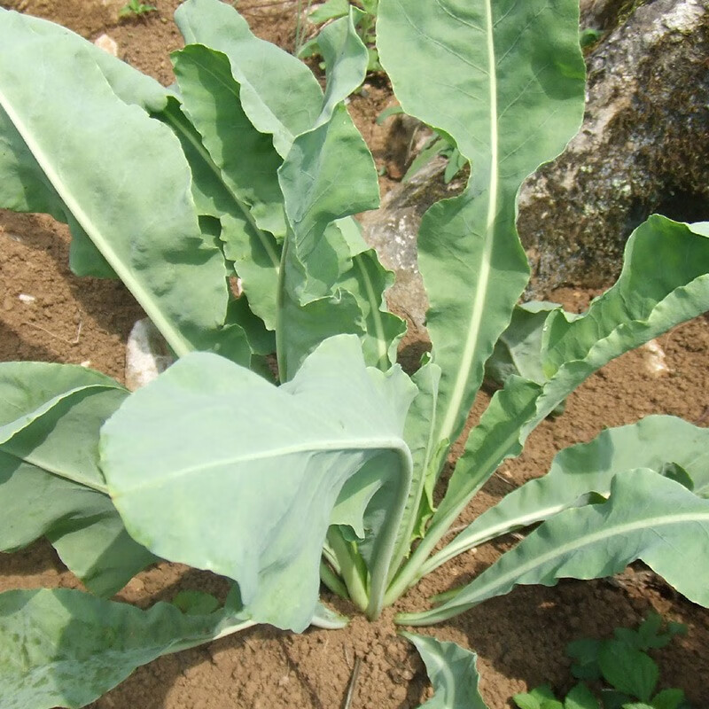 野菜种植基地用板蓝根种子叶(野菜种植基地用板蓝根种子叶子能活吗)