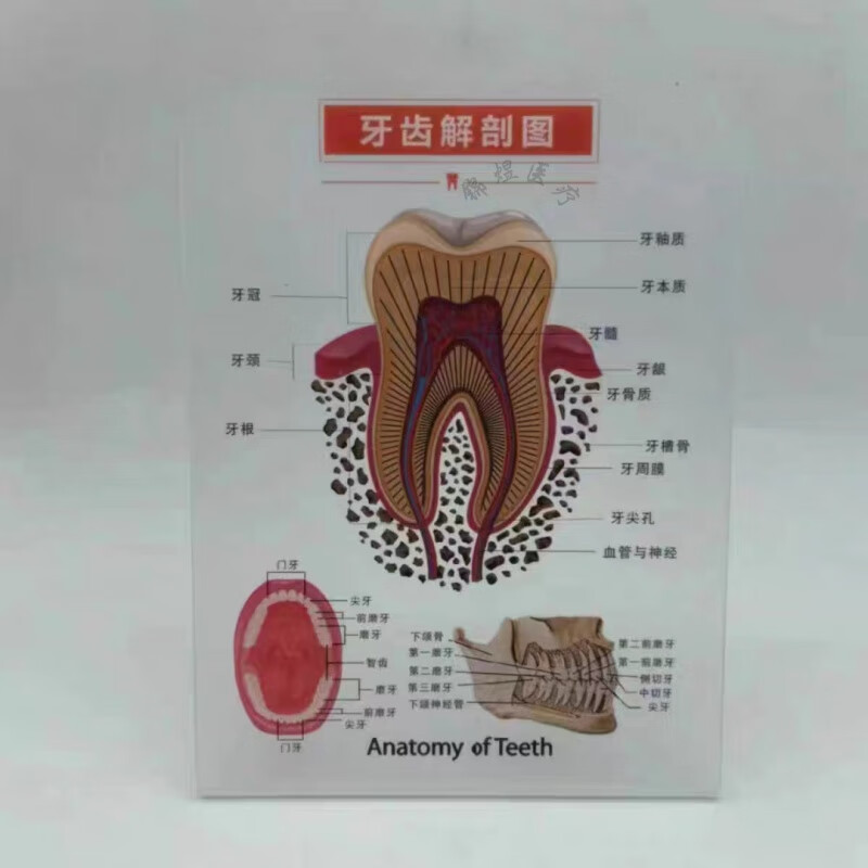 根管治疗模型口腔医患沟通标识牙周种植牙牙科沟通工具模型图 牙齿