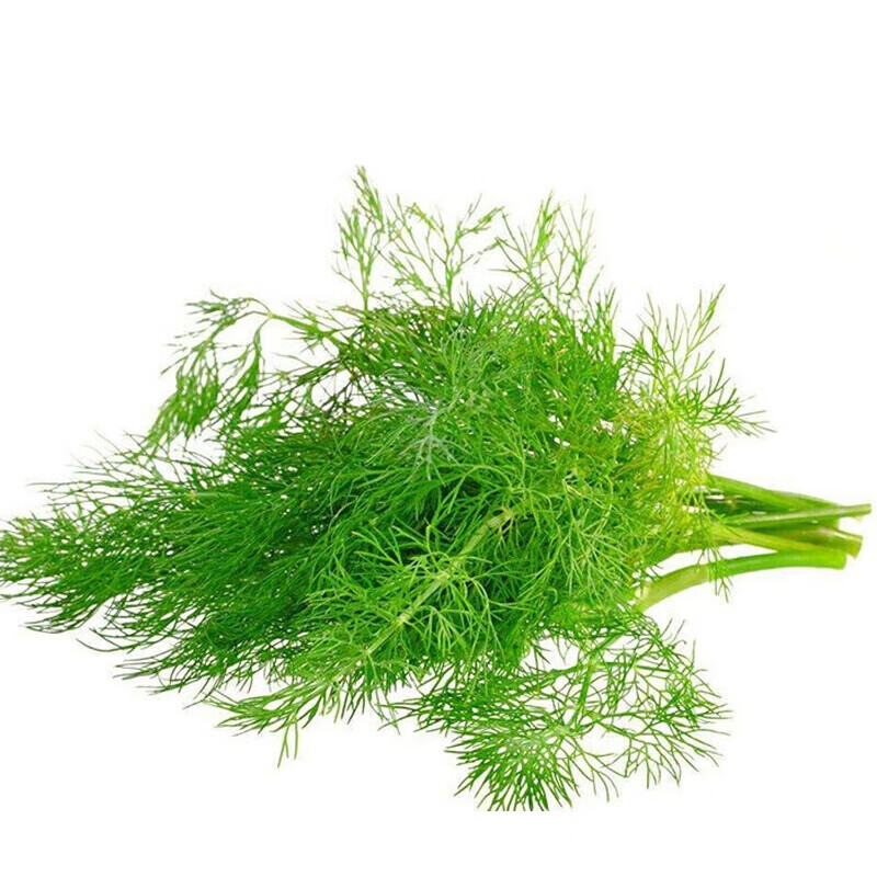 虎钢馋云南新鲜蔬菜批发农家自种茴香菜茴香叶刁草5斤年货