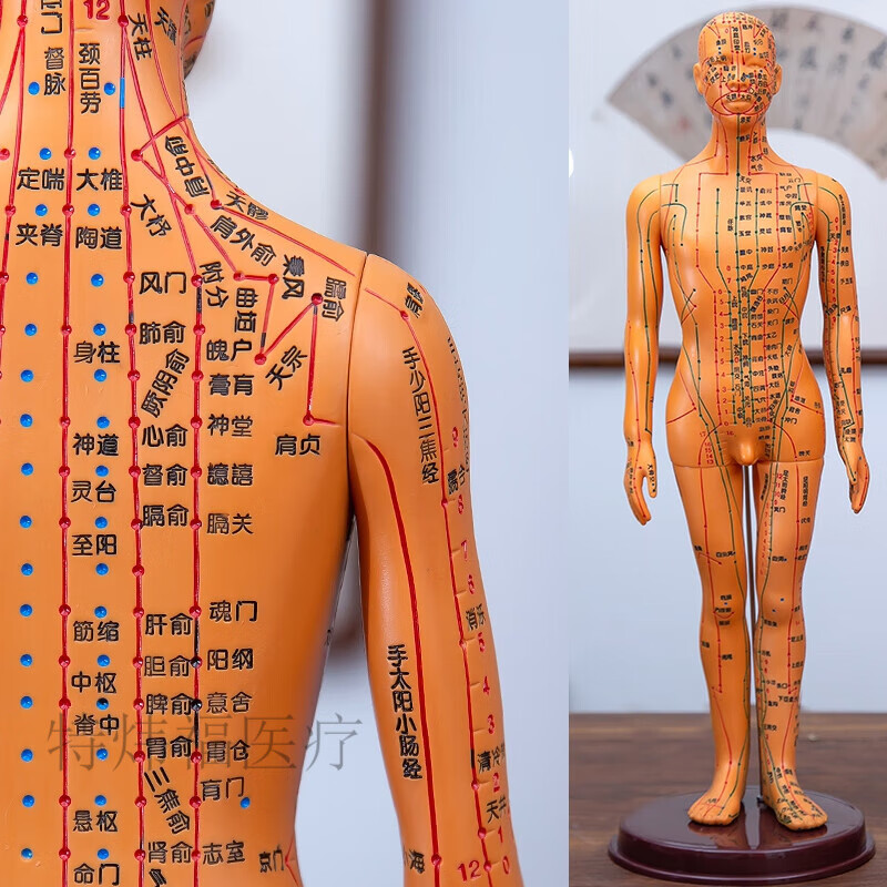 经络人体模型 60cm针灸人体穴位经络模型小铜人形十二按摩全身标准