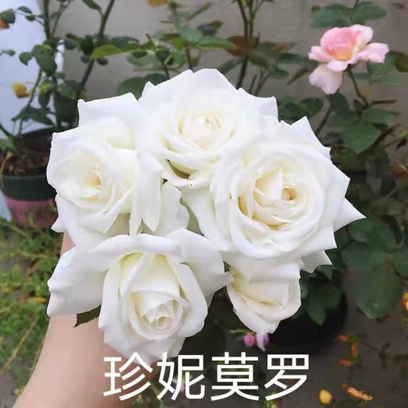 月季花苗特大花卉绿植物室内盆栽玫瑰果汁阳台蔷薇花爬藤四季开花