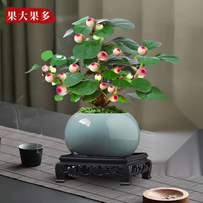 С�����������Դ���ֲ������ڼ����ڻ��칫����ֲ�辰�������� С������+�����մ���+�������� 36.8Ԫ