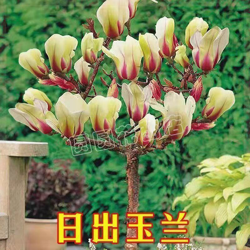 玉兰树苗耐寒盆景四季开花花卉包成活 日出玉兰/4年苗【2颗】少量开花