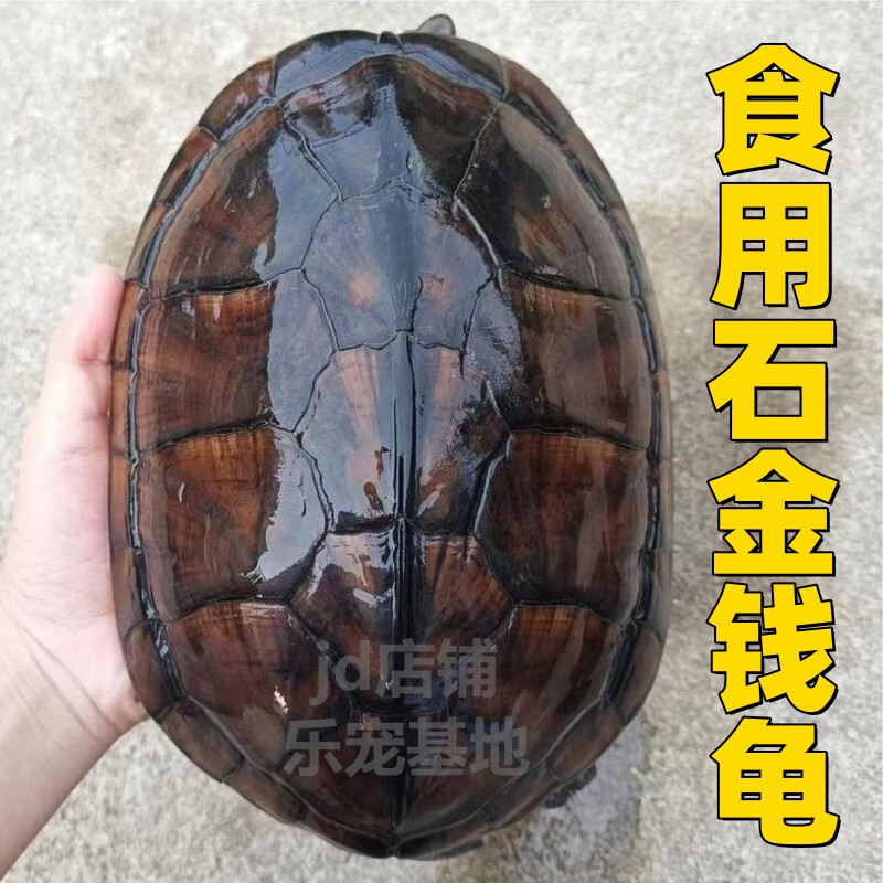 食用石金钱大龟食用煲汤龟10年老龟食用草龟可食用乌龟活体南石龟 十