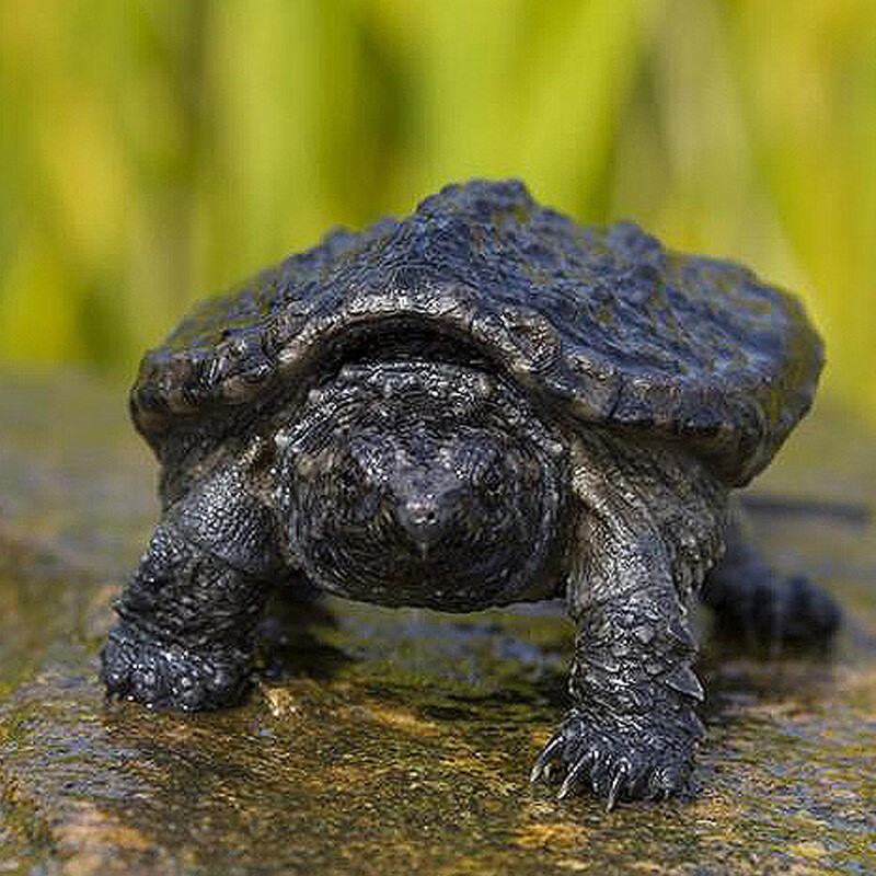 体型最小的鳄龟图片