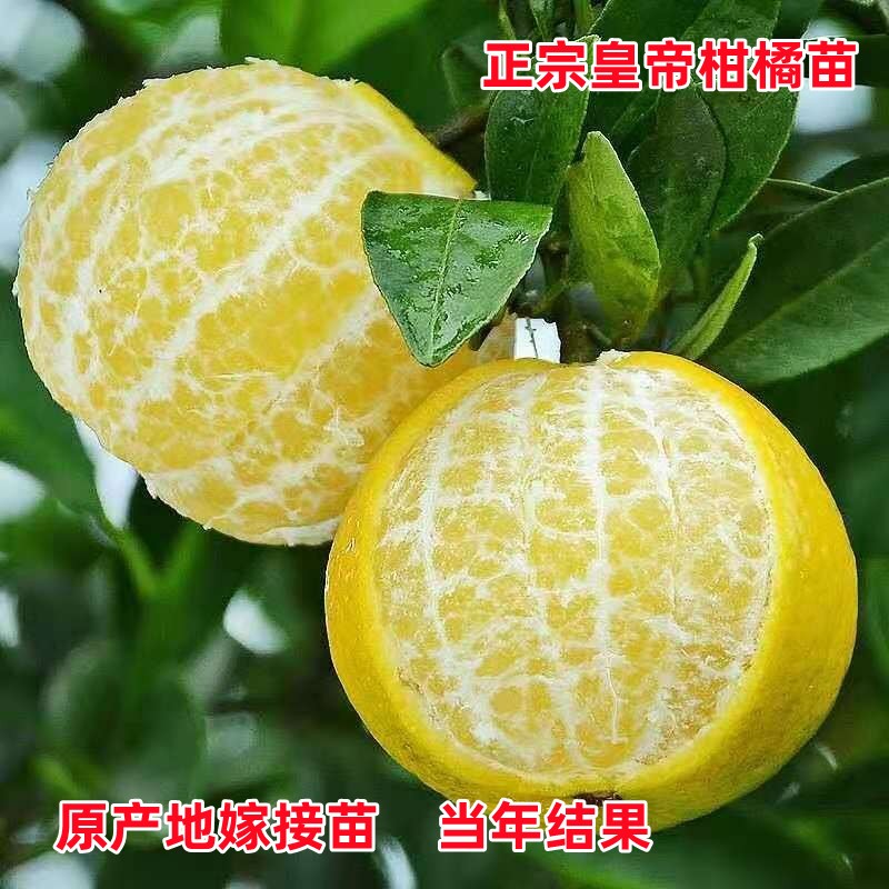 缘希嫁接【皇帝柑苗】正宗广东德庆【贡柑苗】南方盆栽地栽皇帝柑树苗