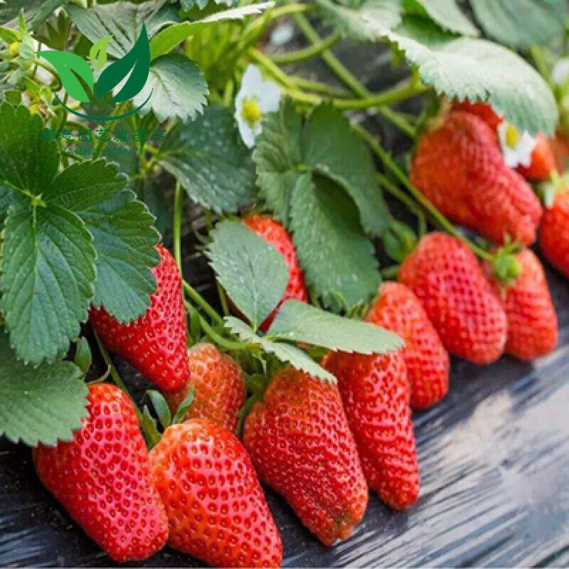草莓苗四季盆栽地栽食用带土奶油草莓南方露天种植栽当年结果 【奶油