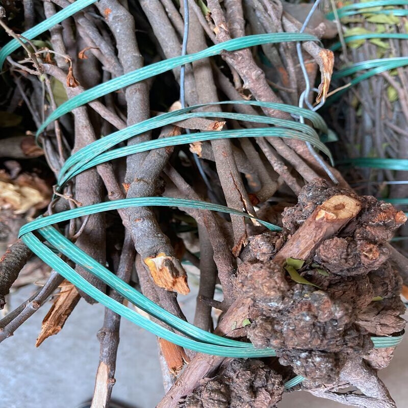 松树寄生野外生松树寄生  马尾松寄生 松木寄生干品500g 松树寄生整株