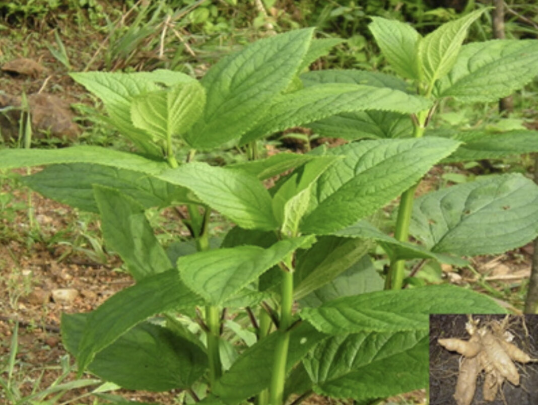 姒桀玄参苗 元参苗 浙玄参 黑参苗 重台 鬼藏 正马 玄台苗