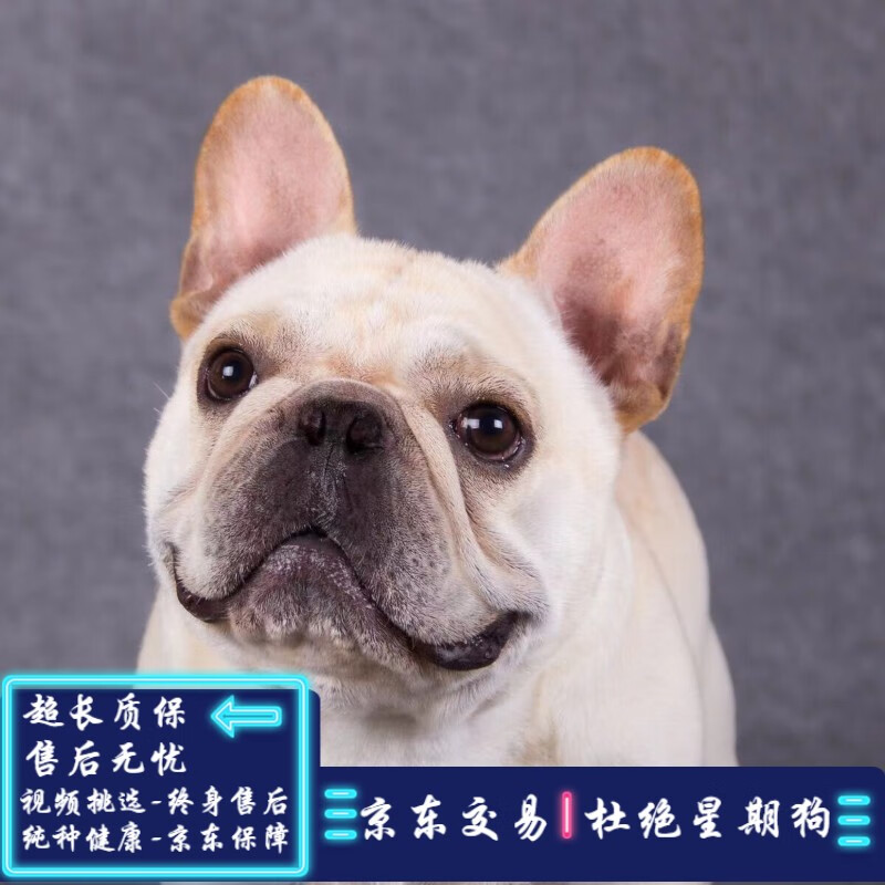 采缇纯种法斗幼犬活体狗法国斗牛犬蓝牛黑牛白牛法斗幼犬纯种法牛活体