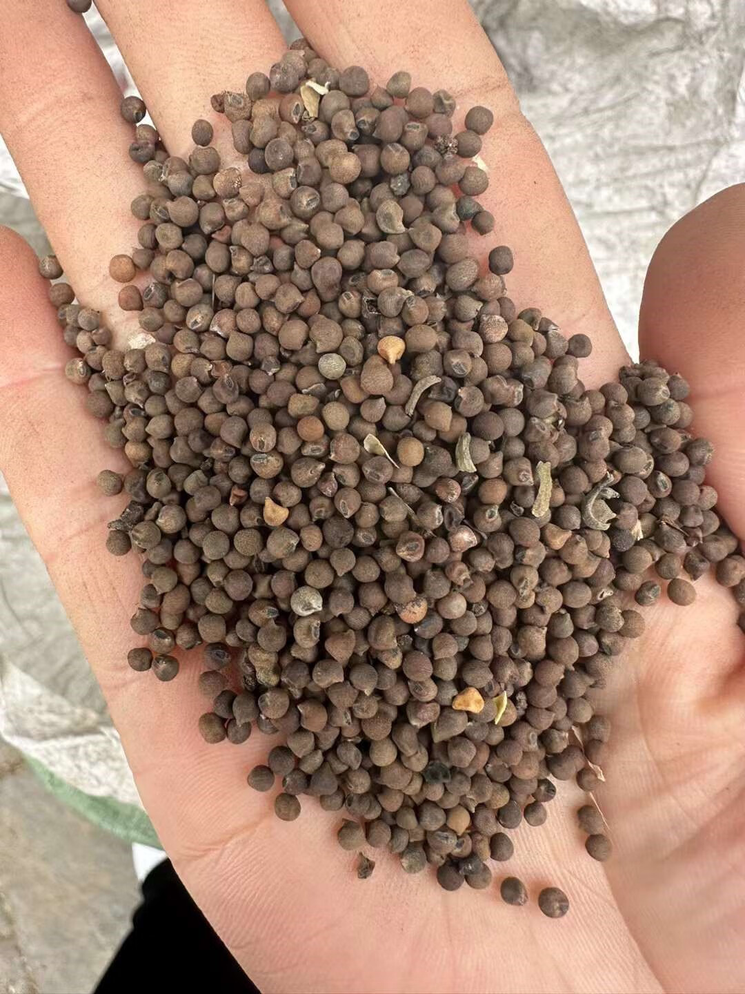 芗苒大花秋葵种子四季花籽种籽籽 大花秋葵种子一斤