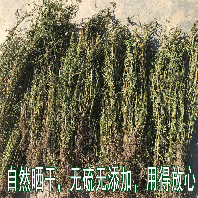 中药材新货软肝草 铁甲草 益肝草 乙肝草500克