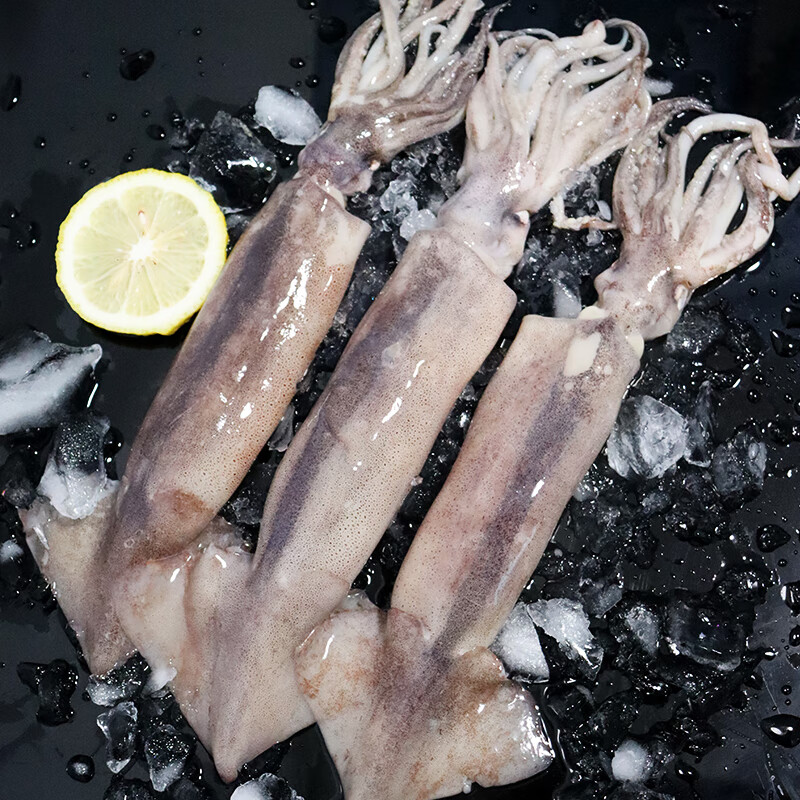 大鱿鱼生鲜整只冷冻新鲜鱿鱼须铁板烧烤食材商用海鲜水产2500g 海捕大