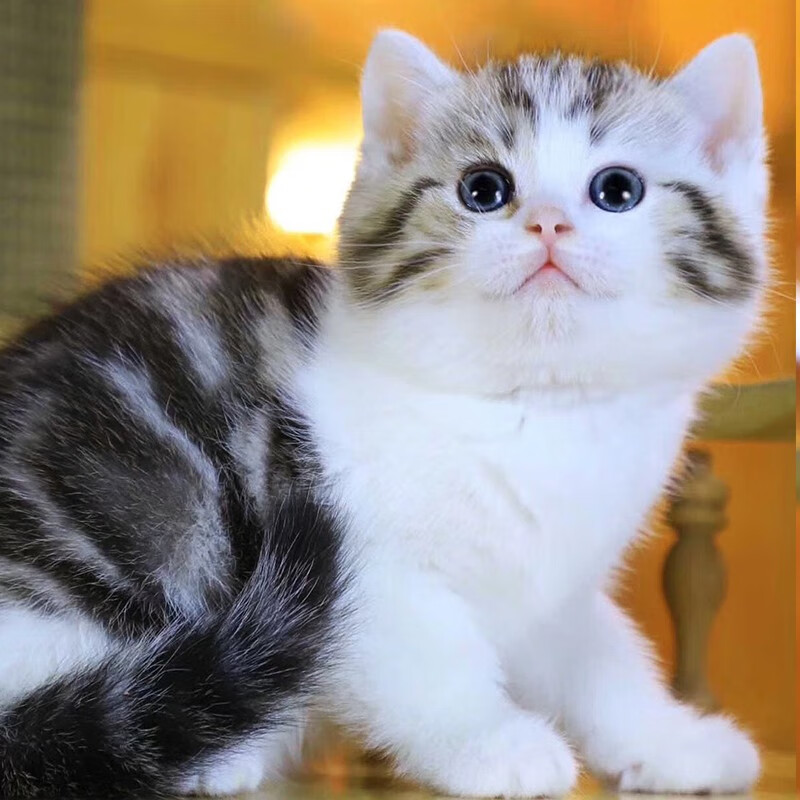 喜喵 矮脚虎斑猫纯种小猫活物美短加白家养宠物幼猫b级公母随机售后保障专业指导饲养矮脚虎斑猫加客服挑选猫咪 虎窝购 喜喵 矮脚虎斑猫纯种小猫活物美短加白家养宠物幼猫b级公母随机售后保障专业指导饲养矮脚虎斑猫加客服挑选猫咪 虎窝购