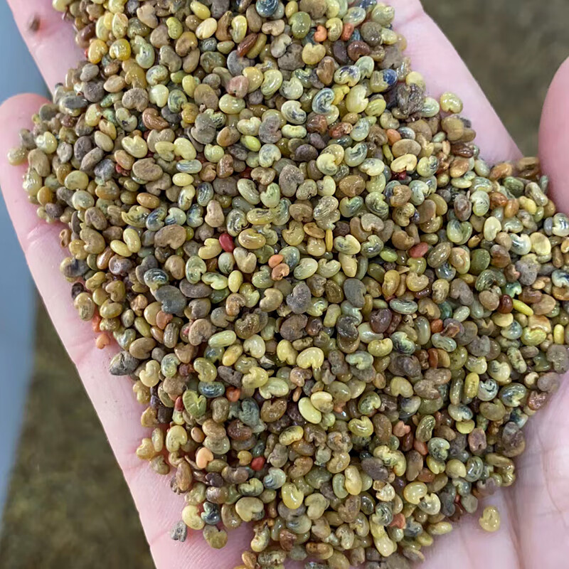 草种籽野苦豆大眼兰野黄豆草青野花生水蓼竹猪豆种子 响铃草种子一斤