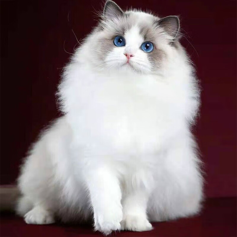 布偶猫活体海双蓝双重点色布偶幼猫幼崽蓝眼睛长毛猫宠物猫仙女猫性格