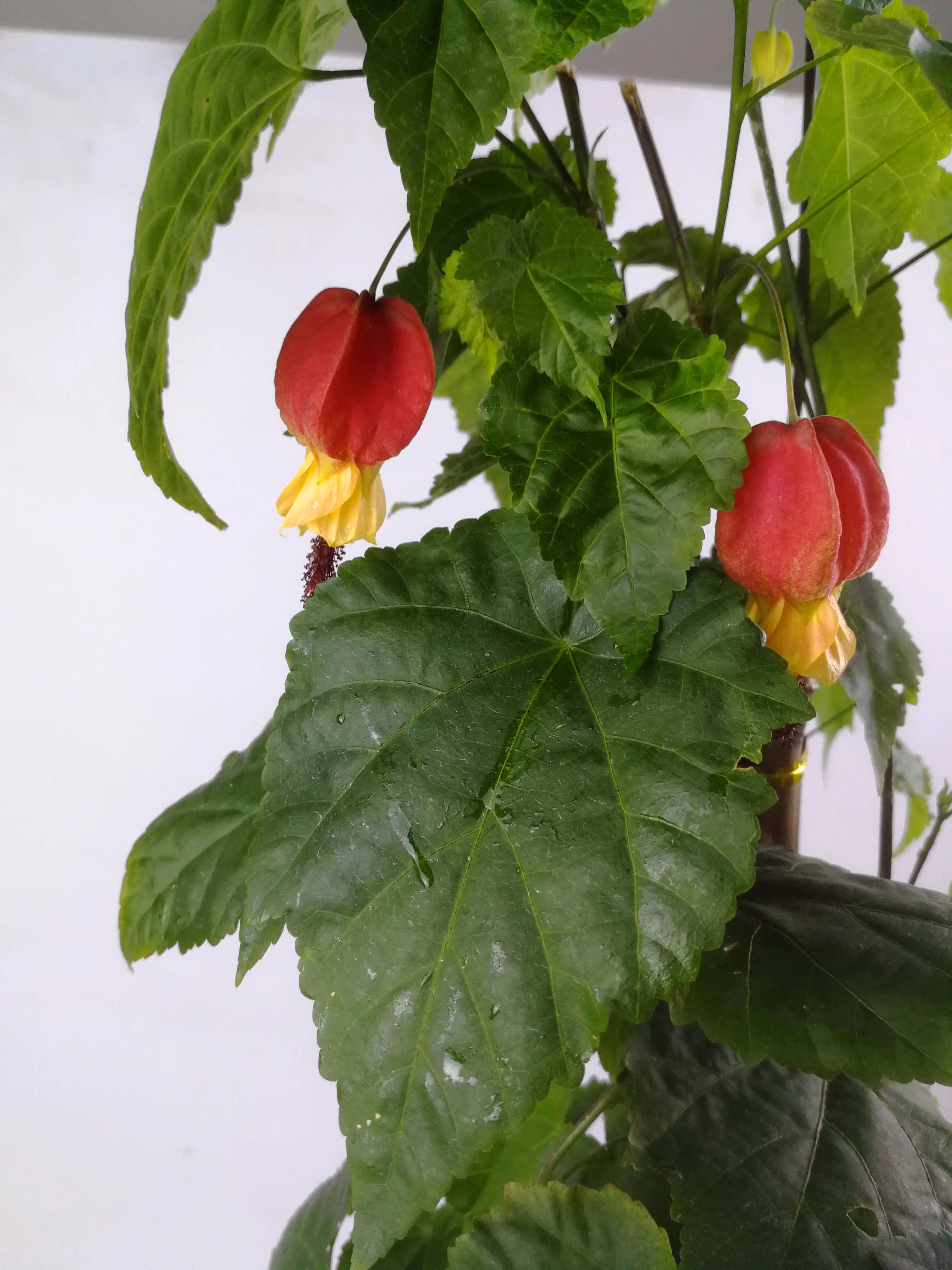 卉双灯笼花藤本爬藤植物盆栽蔓性风铃花室内外庭院观花绿植四季好养t7