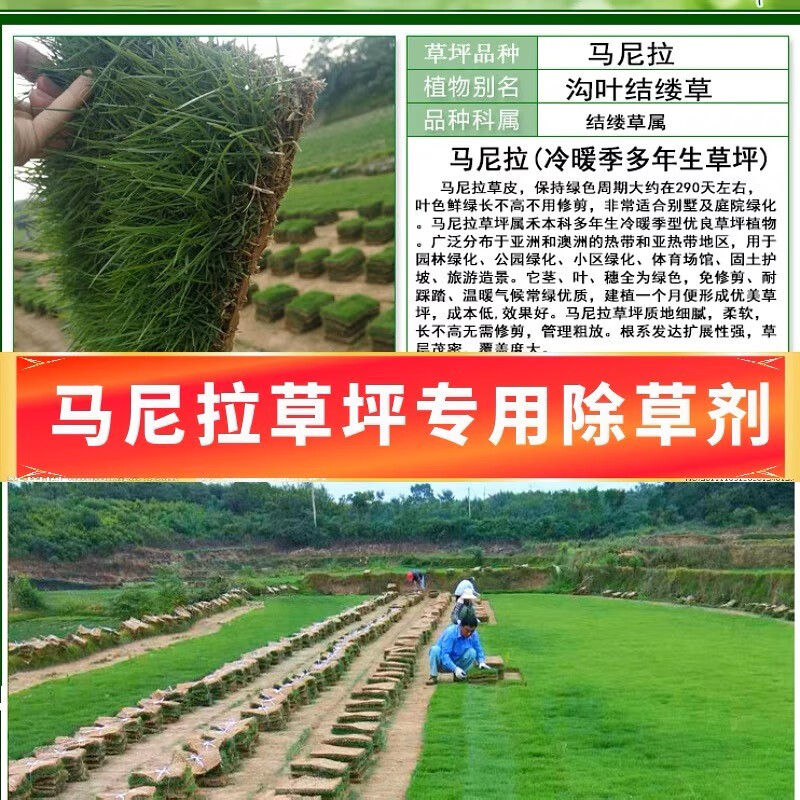 马尼拉草坪专用除草剂结缕草狗牙根百慕大草坪除草剂马唐烂根农药 155