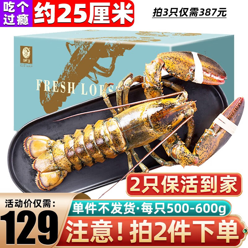 鲜味时刻【活鲜-保活】波士顿鲜活大龙虾波龙礼盒大虾生鲜虾类海鲜水产 500-600g/只大龙虾*1只