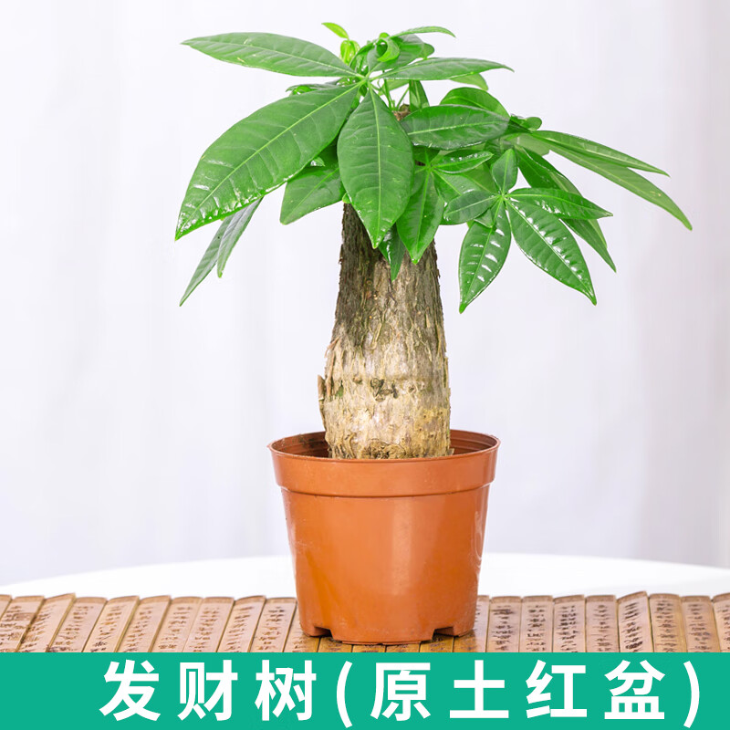 花卉虎皮兰盆栽植物室内办公室阳台文竹盆景净化空气水培小绿植好养懒人植物花盆 发财树(原土红盆)送雨花石 含盆