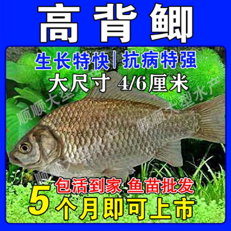 鱼苗基地大品种黄金鲫鱼苗中科五号工程鲫湘云鲫东北鲫高背鲫淡水 (包