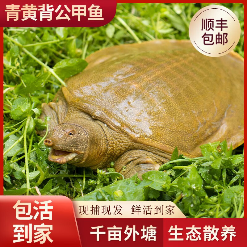九星外塘青黄背公甲鱼鲜活食用生态散养水鱼王八团鱼龟中华鳖老鳖 2斤/只 青黄背公甲鱼怎么看?