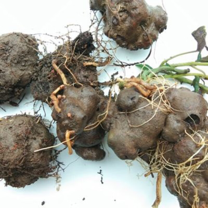 北京同仁堂  原料贵州中草药新鲜背蛇生500克 中药材九月生白蛇胆朱砂