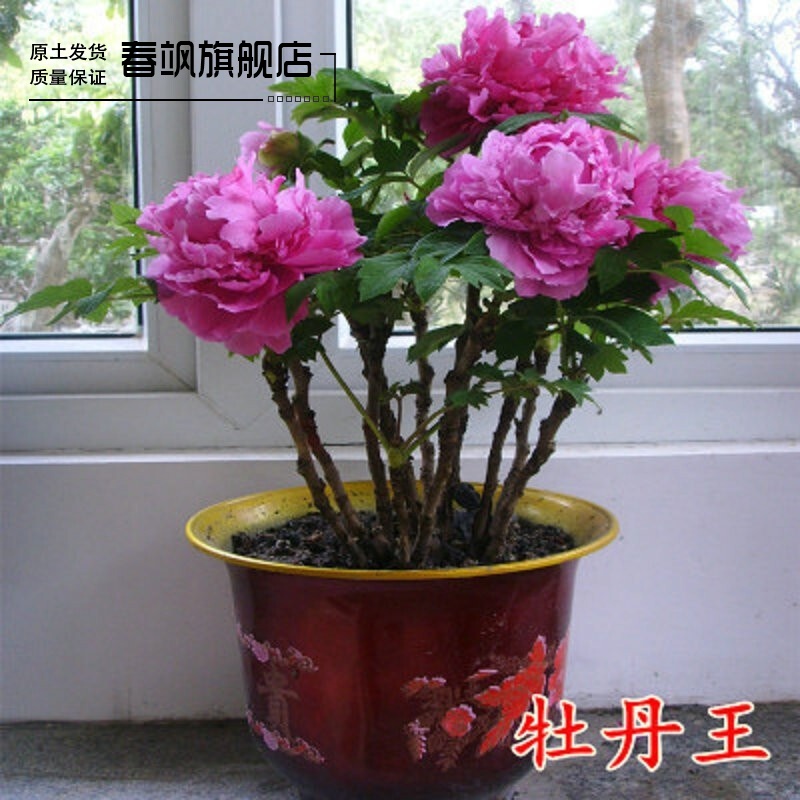 【18.8元3棵 】壮苗 正宗洛阳菏泽牡丹花 芍药盆栽花卉观花植物 室内庭院阳台种植四季开花 牡丹王【3-5分支】当年开花 一棵