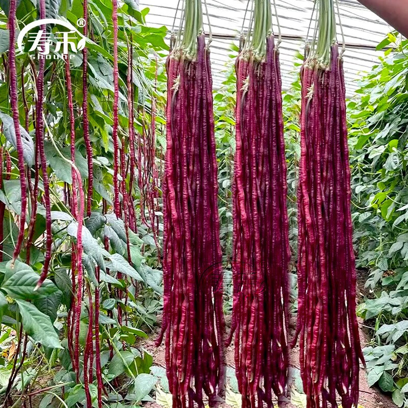 种子菜种子籽超长豇豆角紫色江豆长红紫豆角红豇豆 杭研紫龙豇豆种子