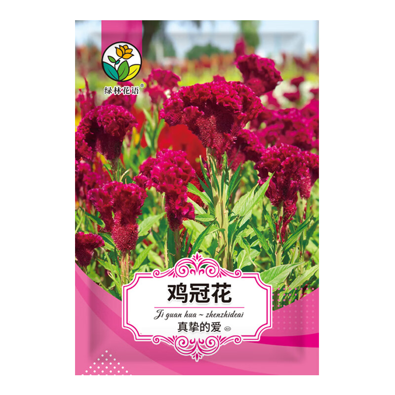 绿林花语 鸡冠花种子冠状扇面鸡冠花籽花卉 户外阳台小区庭院种植