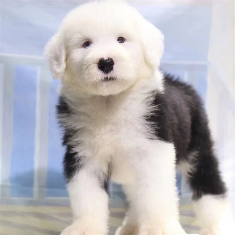 旺狗财猫古代牧羊犬幼犬活体古牧纯种宠物狗狗古牧犬大型犬 宠物级 公