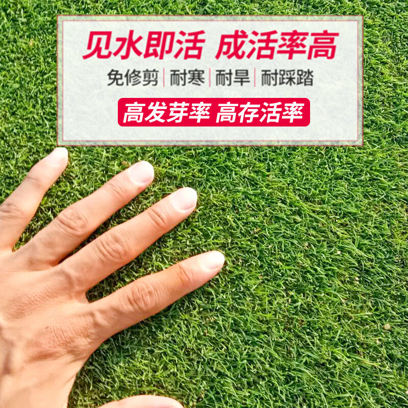 绿化矮生草坪种子免修剪草坪草籽护坡草皮种籽四季庭院耐寒四季青
